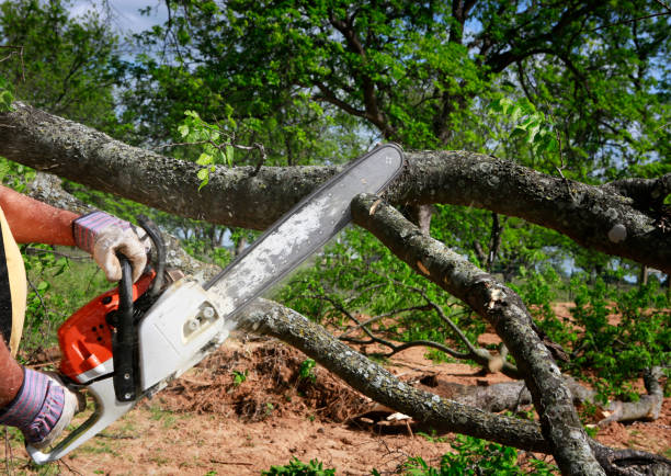 Best Tree Disease Treatment  in Picacho Hills, NM