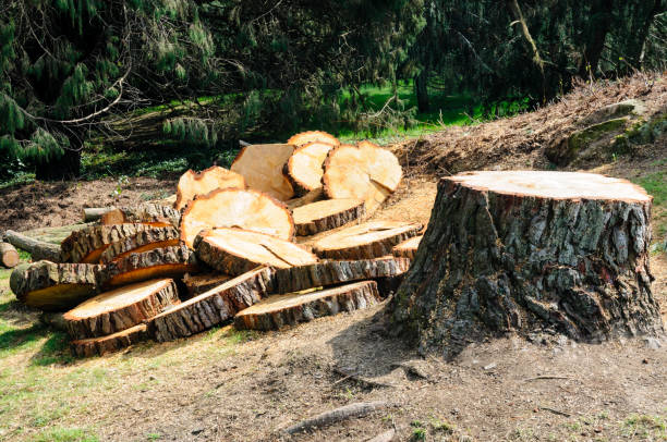 Best Tree Preservation Services  in Picacho Hills, NM